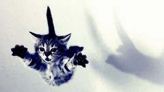 Animals cats jumping