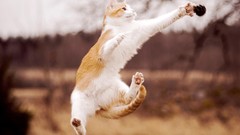 Animals cats jumping blurred background