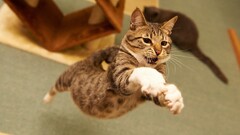Animals cats jumping Mammals