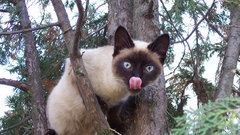 Animals cats kitten katze