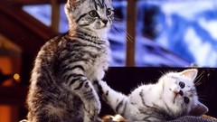 Animals cats Kittens