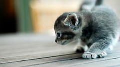 Animals cats Kittens