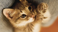 Animals cats Kittens