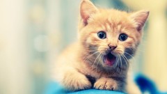 Animals cats Kittens