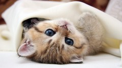 Animals cats Kittens