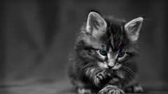 Animals cats Kittens