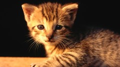 Animals cats Kittens