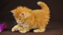 Animals cats Kittens