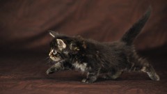 Animals cats Kittens