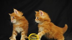 Animals cats Kittens