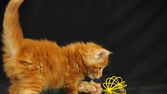 Animals cats Kittens