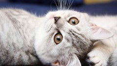 Animals cats Kittens