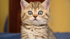 Animals cats Kittens