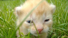 Animals cats Kittens