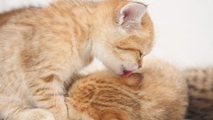 Animals cats Kittens