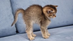 Animals cats Kittens