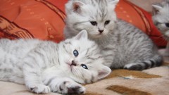 Animals cats Kittens