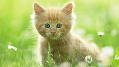 Animals cats Kittens