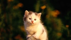 Animals cats Kittens