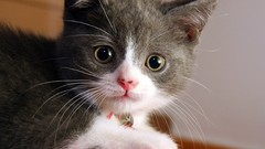 Animals cats Kittens