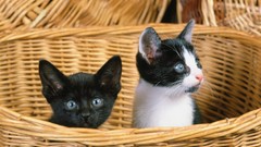 Animals cats Kittens