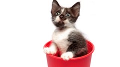 Animals cats Kittens