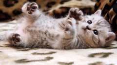 Animals cats Kittens