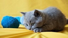 Animals cats Kittens