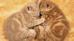 Animals cats Kittens