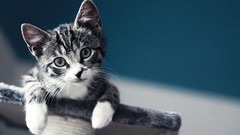 Animals cats Kittens