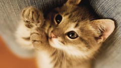 Animals cats Kittens