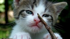 Animals cats Kittens