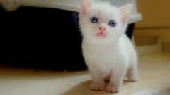 Animals cats Kittens