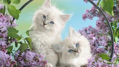 Animals cats Kittens