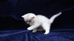 Animals cats Kittens