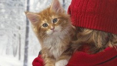 Animals cats Kittens