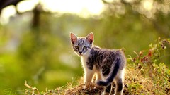 Animals cats Kittens