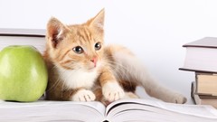 Animals cats Kittens