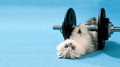 Animals cats Kittens