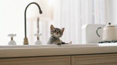 Animals cats Kittens