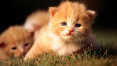Animals cats Kittens