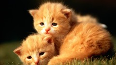 Animals cats Kittens