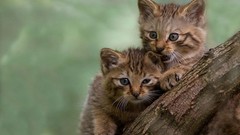 Animals cats Kittens