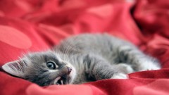 Animals cats Kittens