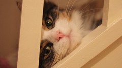 Animals cats Kittens