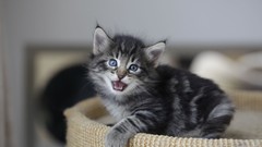 Animals cats Kittens