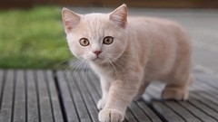 Animals cats Kittens