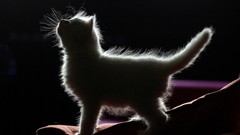 Animals cats Kittens