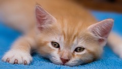 Animals cats Kittens