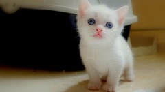 Animals cats Kittens